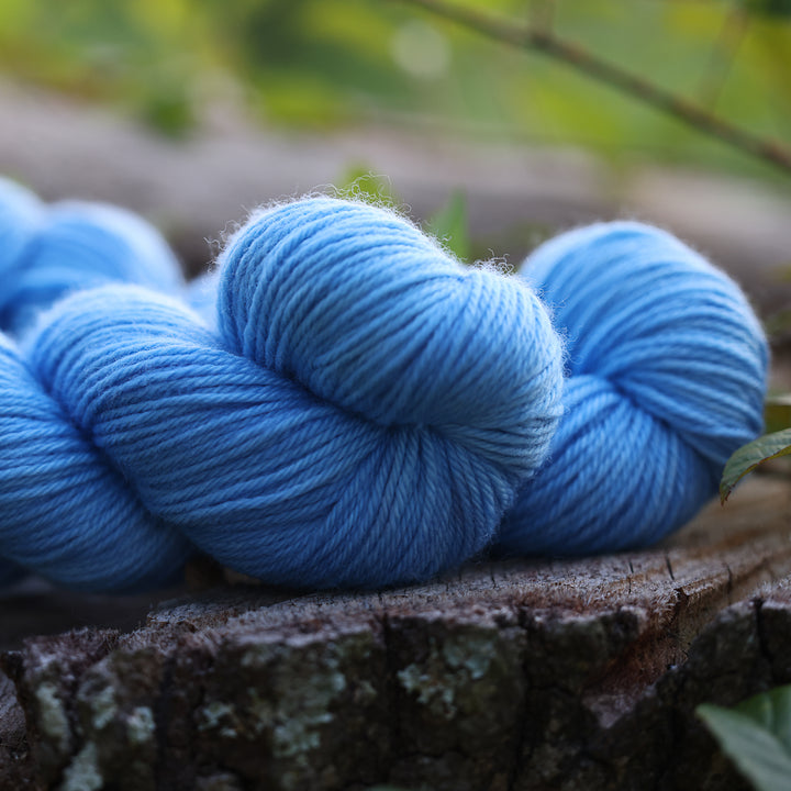 Blue Bonnet