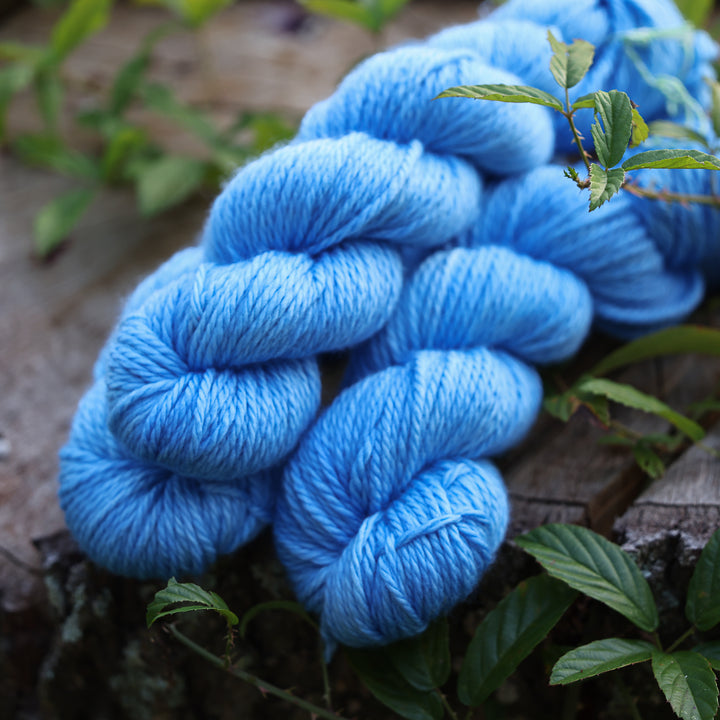 Blue Bonnet