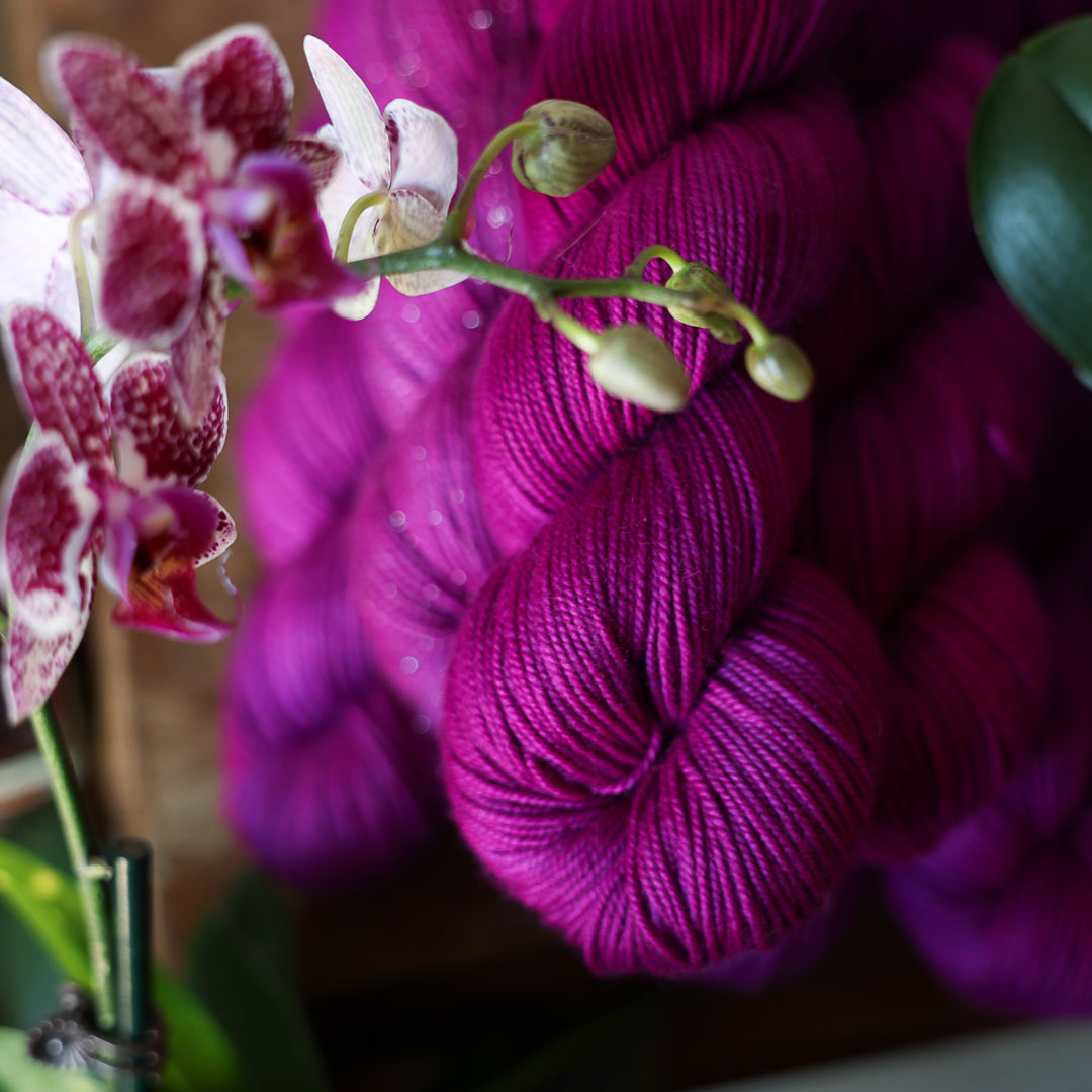 Orchid